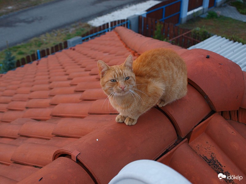 Segített naplementét fotózni!