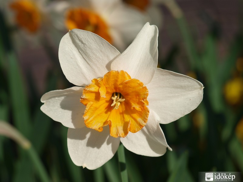 Nárcisz