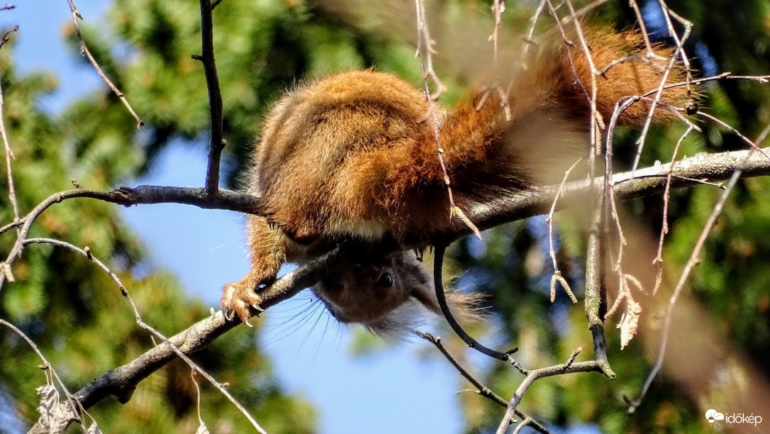 Állatok világnapja.