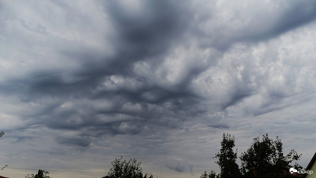 Undulatus asperatus