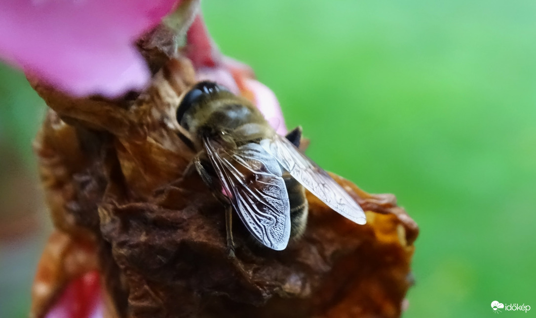 Vizes leanderen pihenő.