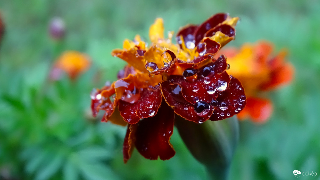 Díszítő esőcseppek.