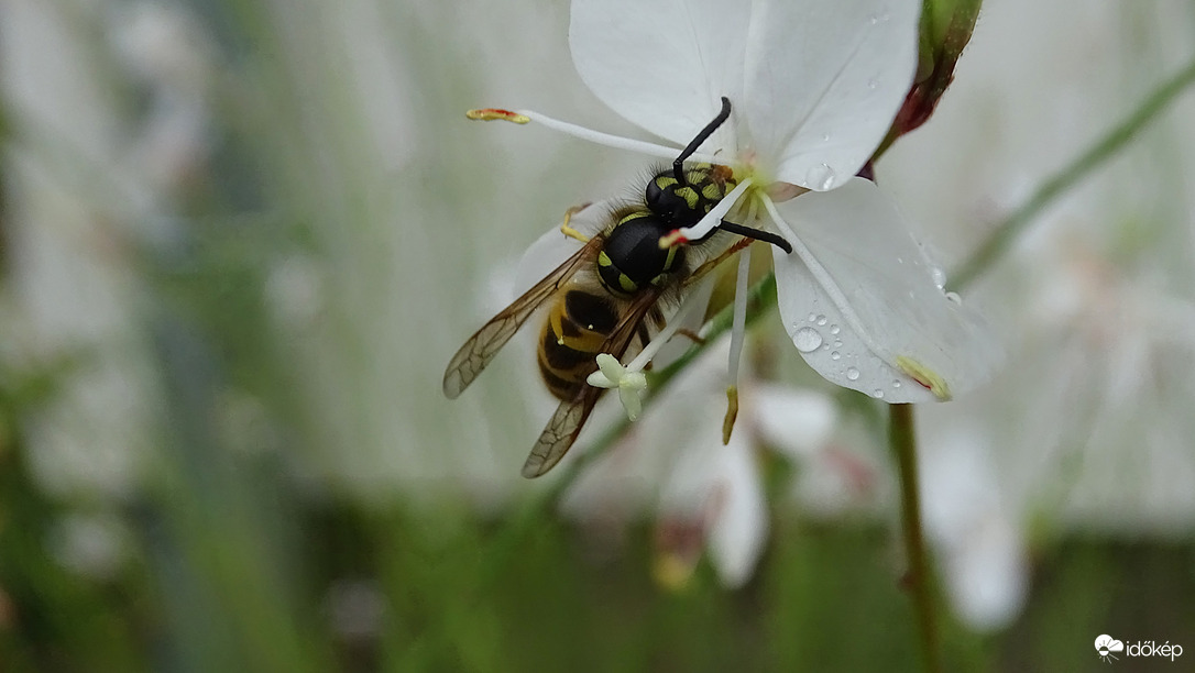"Enni szitálásban is kell."