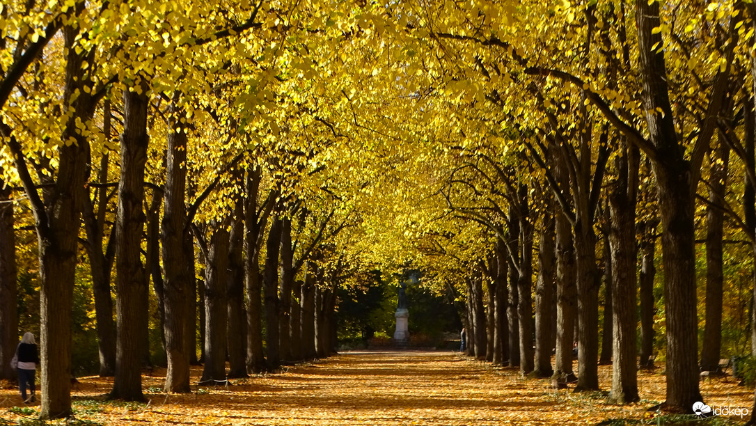 Aranyban pompázó hársfák, 