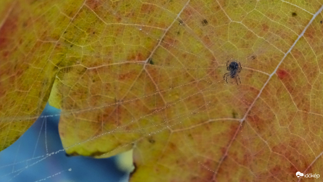 Gyöngykészítő kisiparos