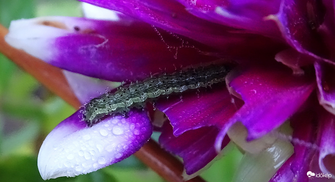 Aki a virágot szereti...