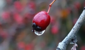 Ázott a galagonya...