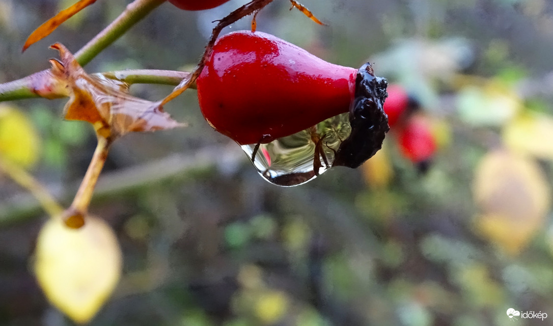 Csipkebogyó.