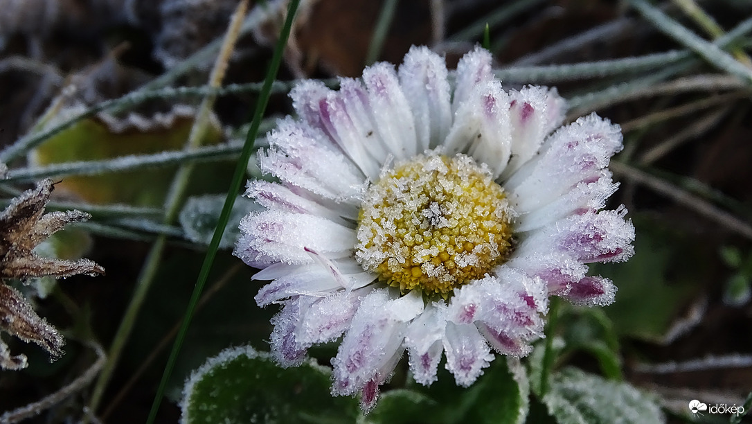 Százszorszép téli reggele.