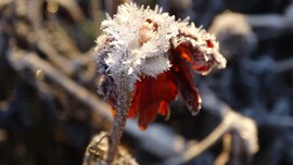 Bársonyvirág végnapja.