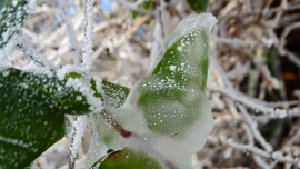 Jégbefagyott japán lonc.