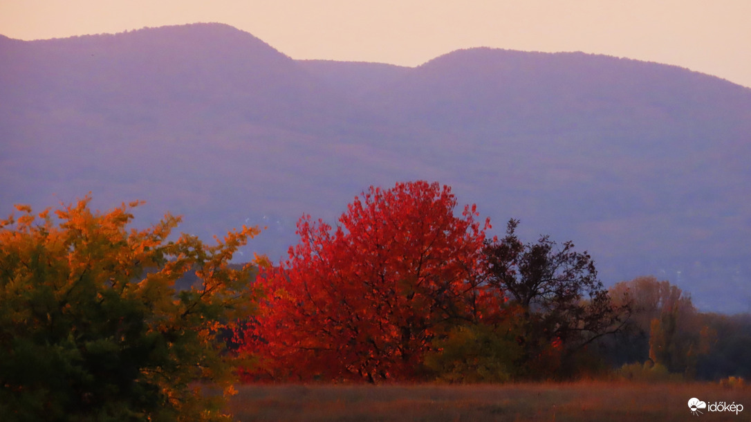 "Égő" cseresznyefa