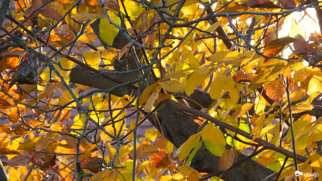 Bearanyozott diófa.