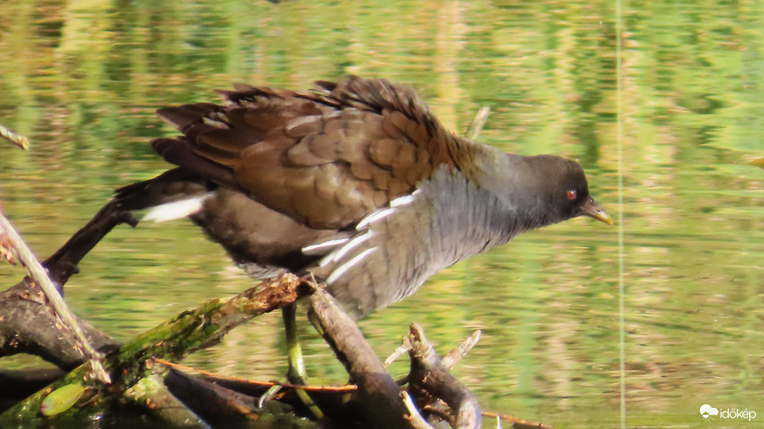 Kicsit megrázom magam...