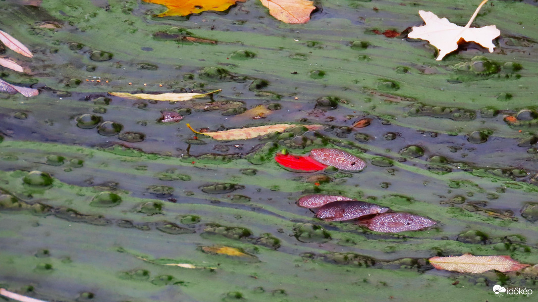 Algák fogságában.