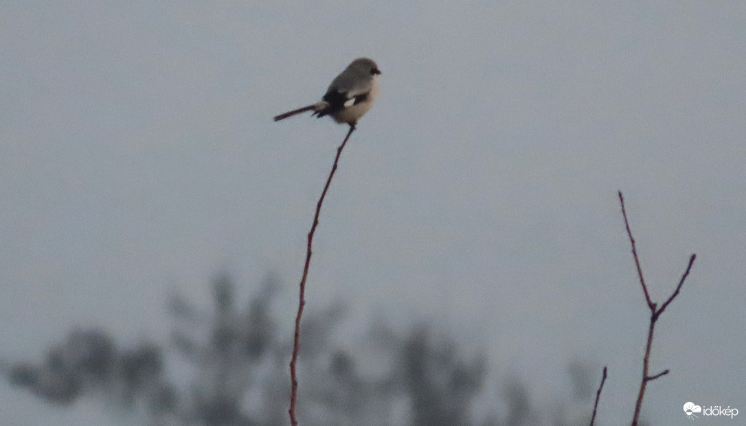 A távolban egy nagy őrgébics.