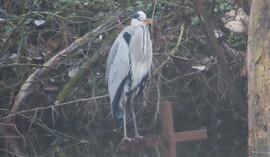 "Kell a télikabát ebben ködös időben"! :D
