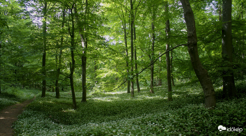  Mecsekben.Kantavár felé.