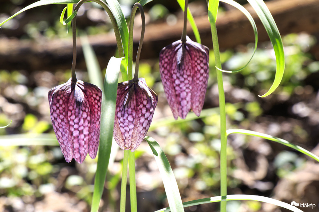 Liliom