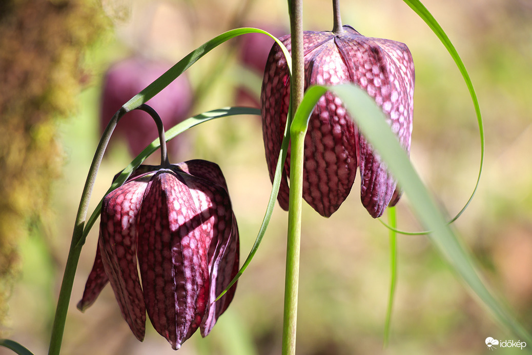Liliom