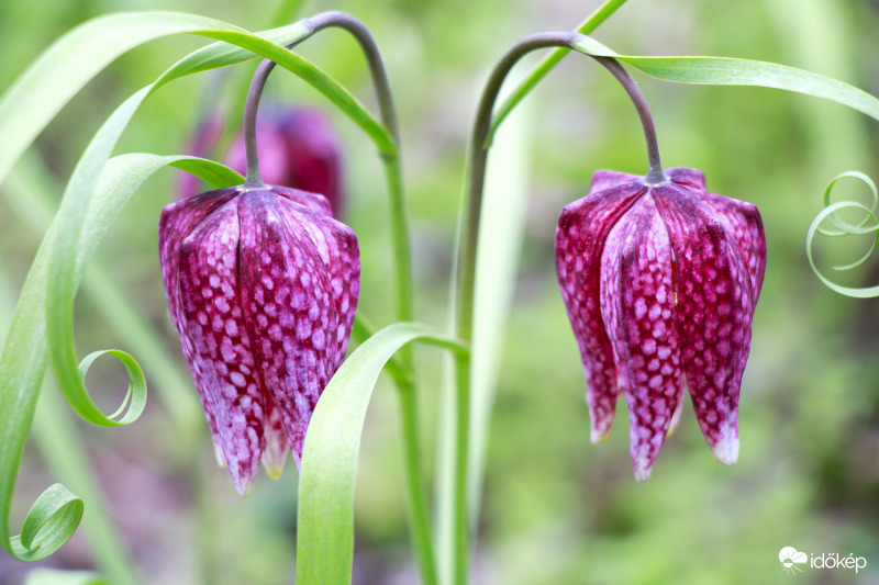 Liliom