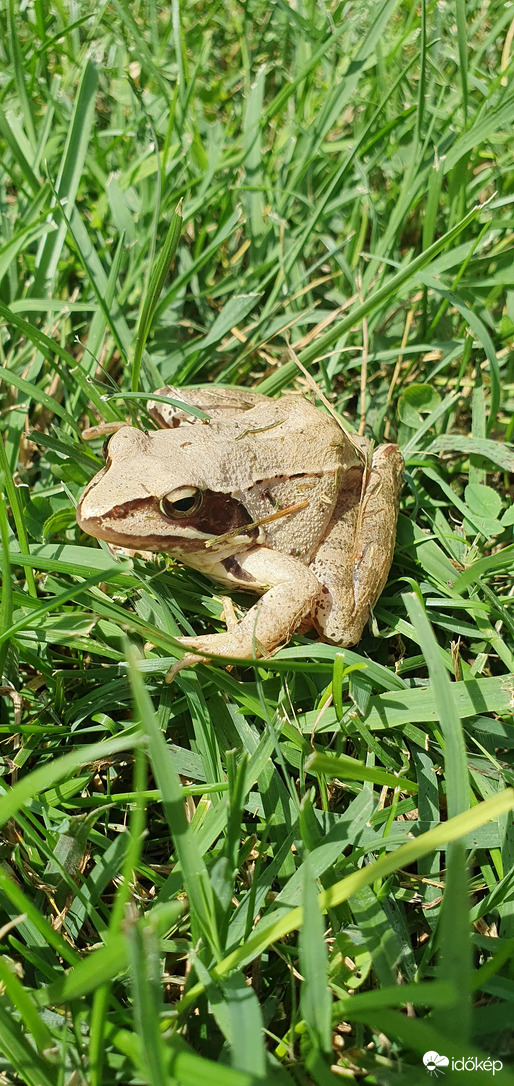 Szabadszállás