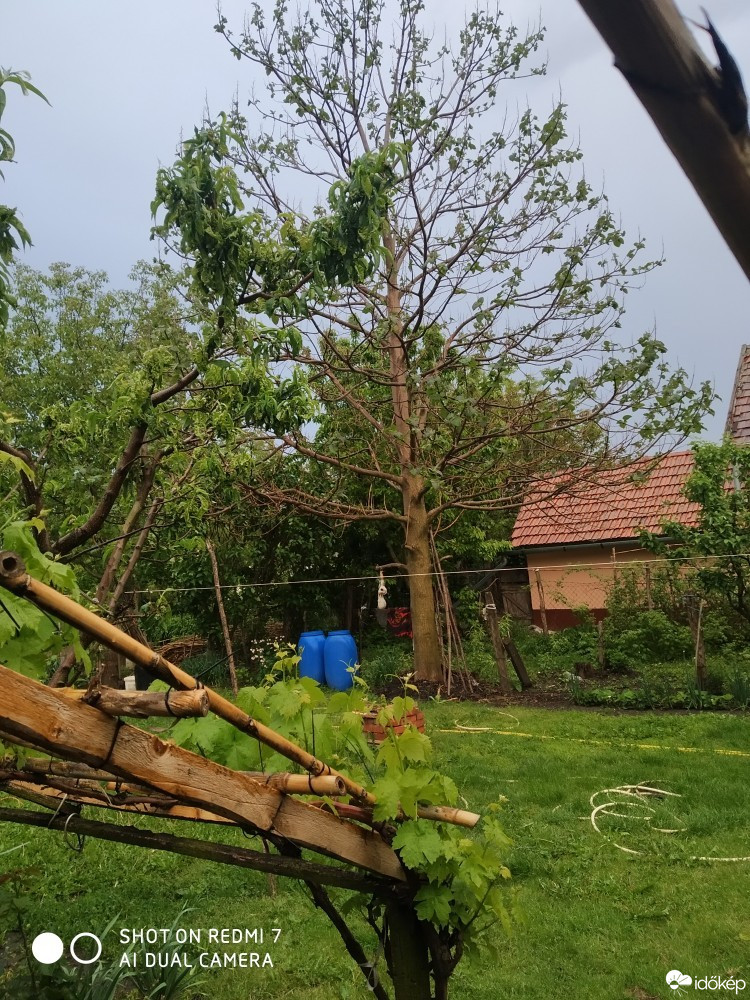 Észlelési fényképek