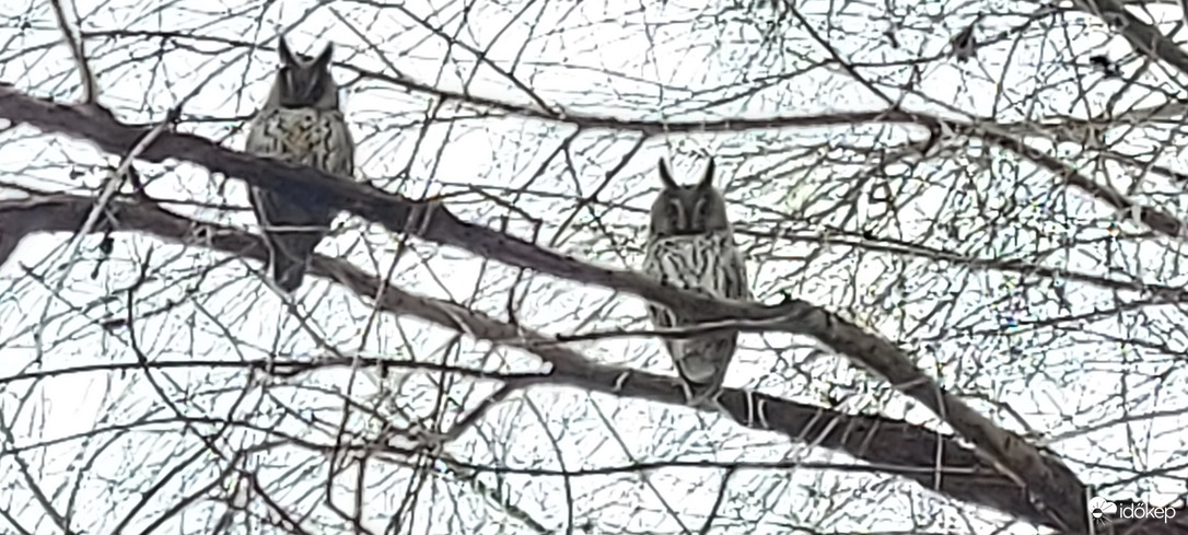 Bagolytársammal szemmel tartunk téged