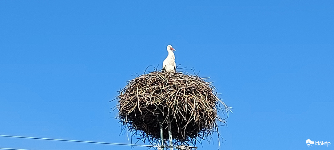 Megérkezett Tiszafüredre is az első gólya ma