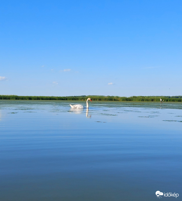 Tisza-tó