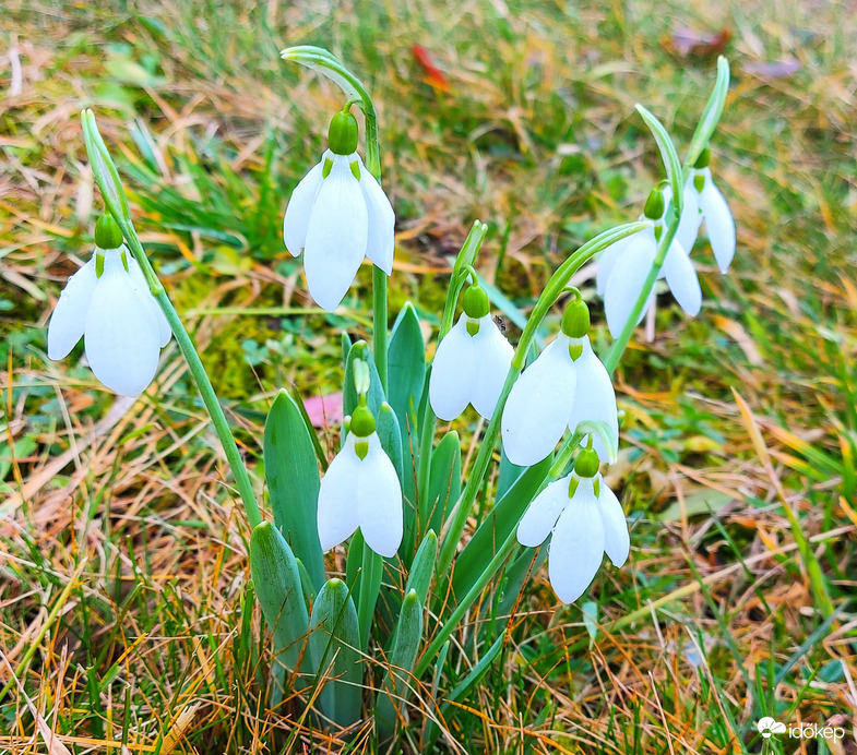 Észlelési fényképek