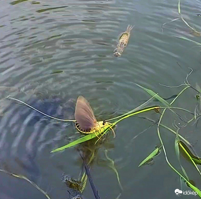 Tiszavirágzás Tiszafüred-Poroszló közötti csatornán