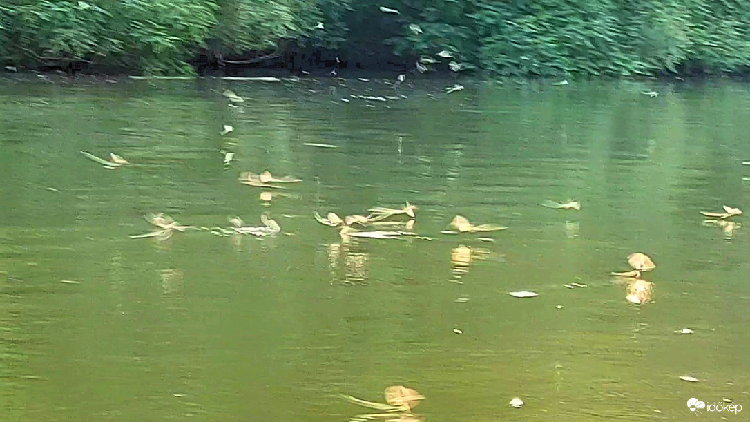 Tiszavirágzás Tiszafüred-Poroszló közötti csatornán