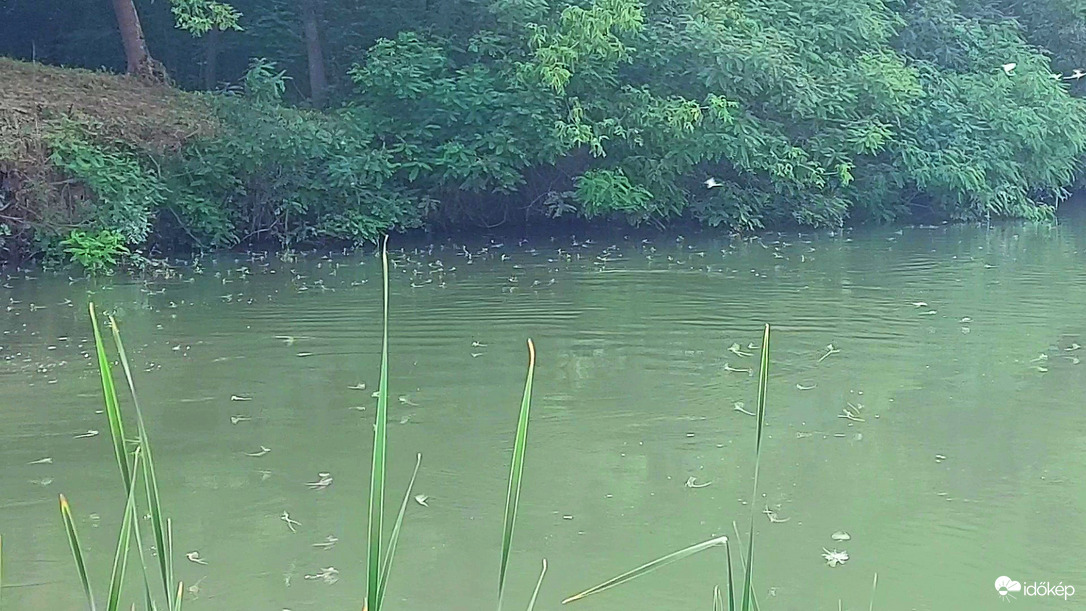 Tiszavirágzás Tiszafüred-Poroszló közötti csatornán