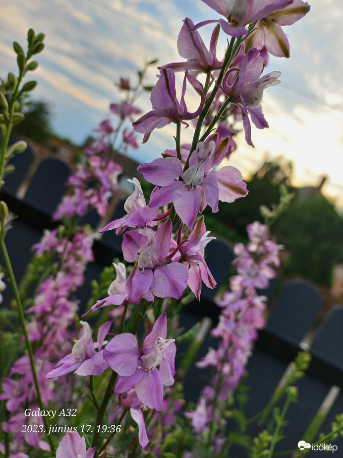 Delphinium ajacis L.