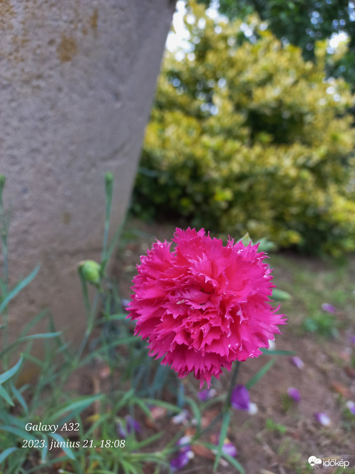 https://identify.plantnet.org/hu/k-world-flora/species/Dianthus%20caryophyllus%20L./data