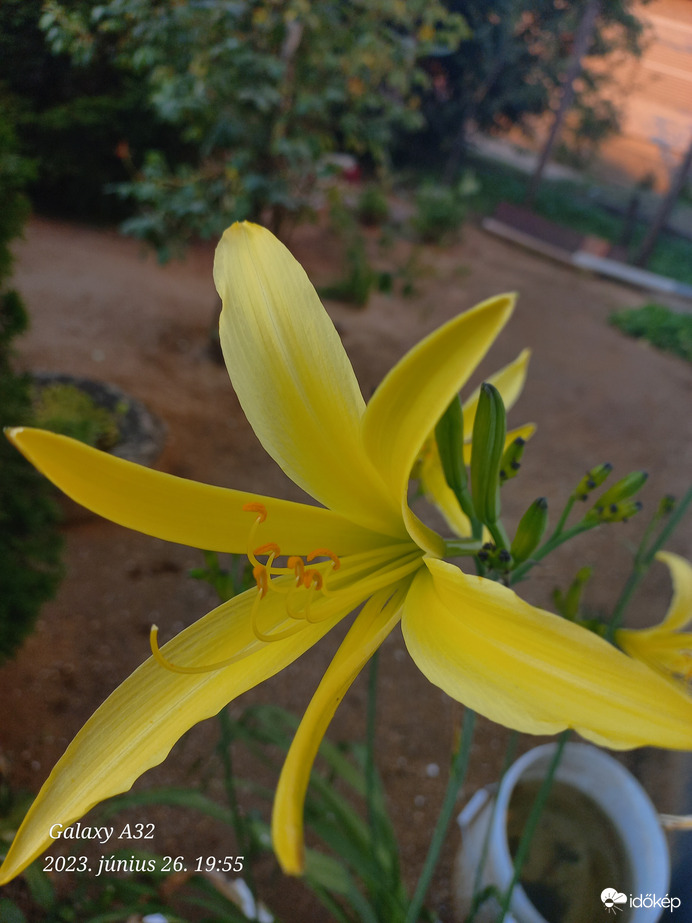 https://identify.plantnet.org/hu/k-world-flora/species/Hemerocallis%20lilioasphodelus%20L./data