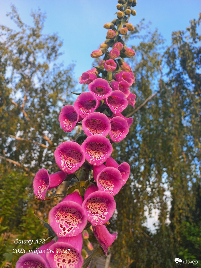 Digitalis thapsi L.