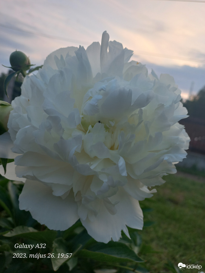 Paeonia lactiflora Pall.