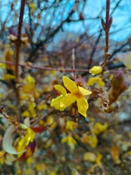 Virágzó aranyeső... novemberben 