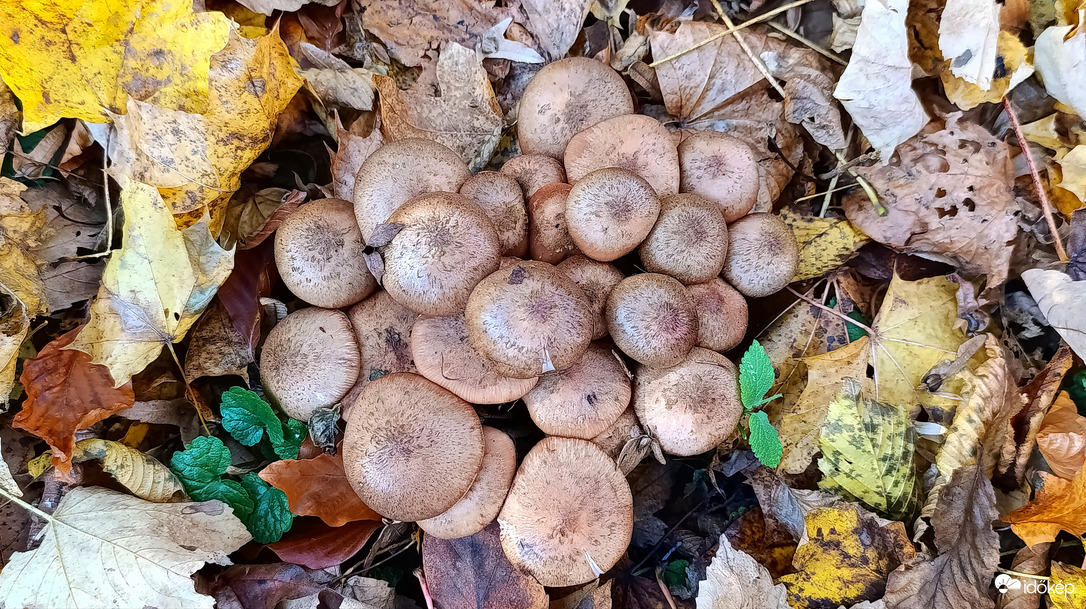 A Bükk őszi csodái - 11