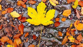 A Bükk őszi csodái - 7