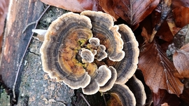 Eső után, a Bükkben - 5