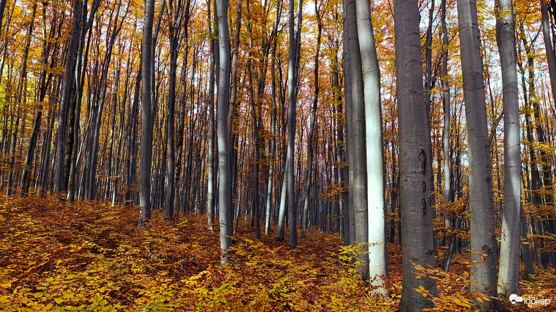 A Bükk őszi csodái - 17