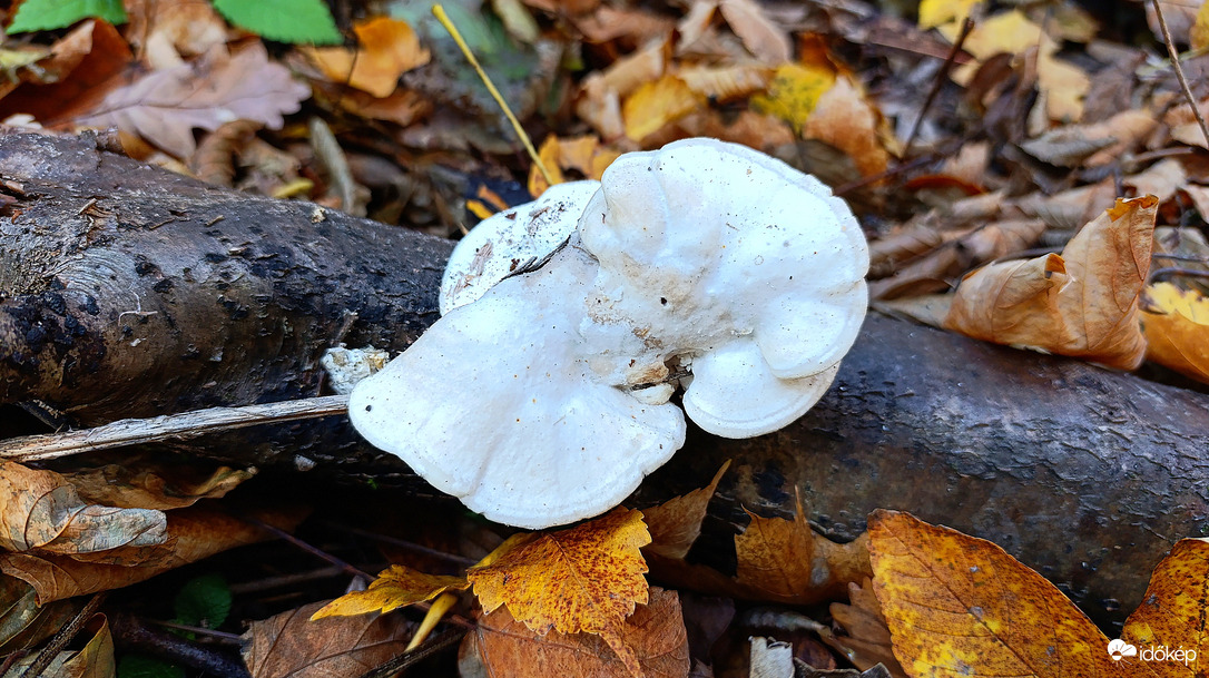 A Bükk őszi csodái - 10