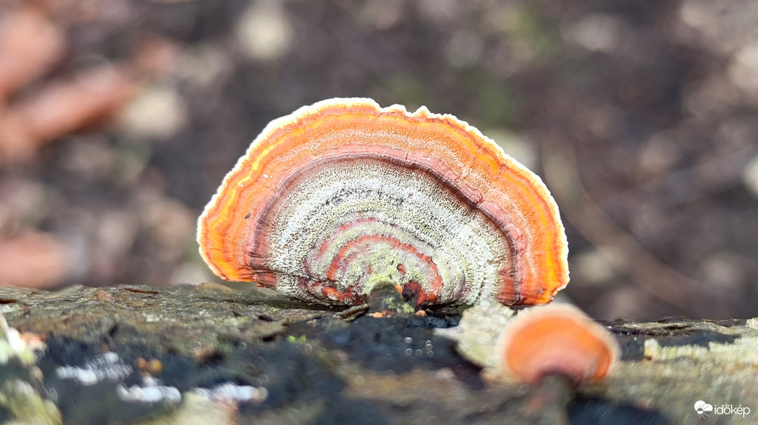 Eső után, a Bükkben - 3