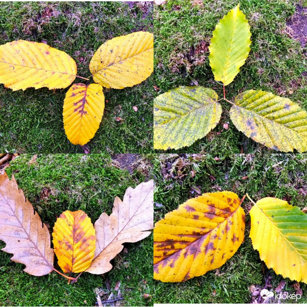 Őszi színekben pompázva 2. 