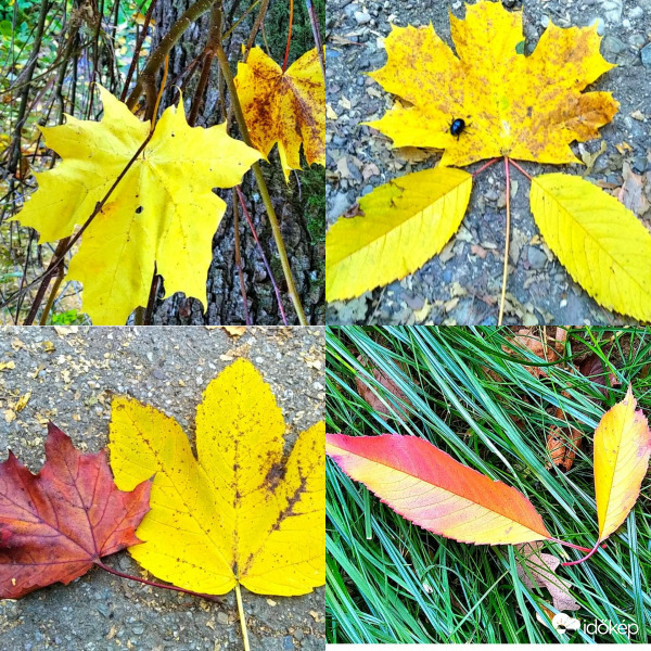 Őszi színekben pompázva 3. 