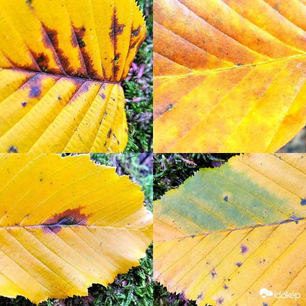 Őszi színekben pompázva 4. 