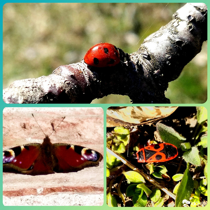 Berobbant a tavasz, virágzik az élet...